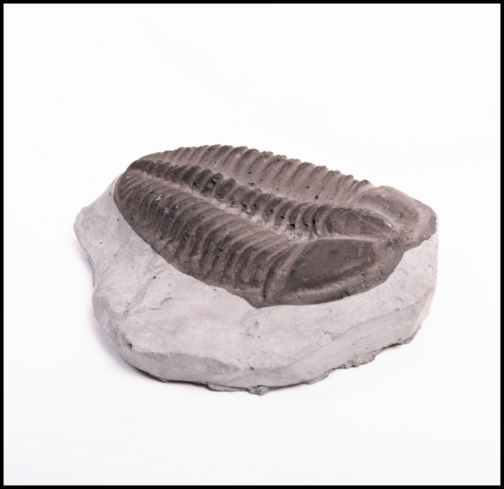 Trilobite fossil